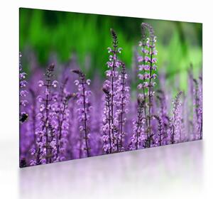 Tablou pe sticlă cu flori de luncă violete (70x50 cm)