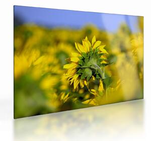 Tablou pe sticlă cu floarea soarelui (70x50 cm)