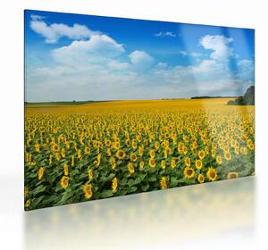 Tablou pe sticlă - câmp cu floarea soarelui (70x50 cm)