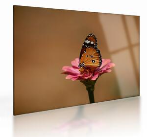 Tablou pe sticlă cu fluture pe floare (70x50 cm)