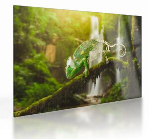 Tablou pe sticlă - cameleon (70x50 cm)
