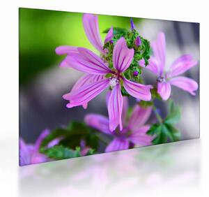 Tablou pe sticlă cu floarea detailat (70x50 cm)