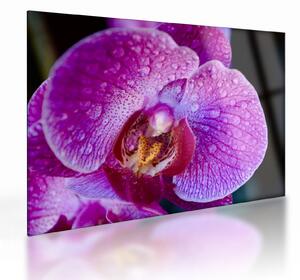 Tablou pe sticlă detailat cu floare de orhidee (70x50 cm)