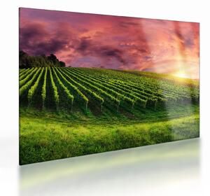 Tablou pe sticlă cu vie cu cerul color (70x50 cm)