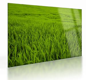 Tablou pe sticlă cu iaraba (70x50 cm)
