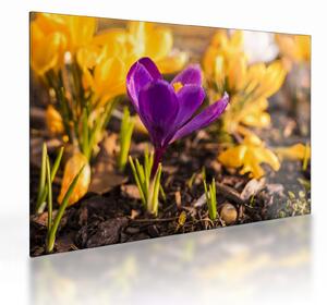 Tablou pe sticlă cu floare violetă (70x50 cm)
