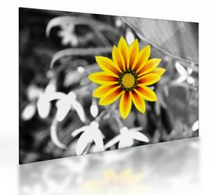 Tablou pe sticlă cu floare galbenă (70x50 cm)
