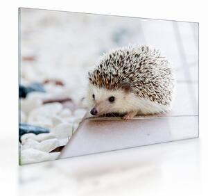 Tablou pe sticlă cu arici (70x50 cm)