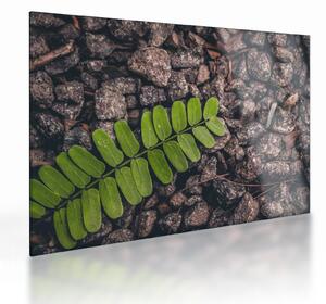 Tablou pe sticlă cu planta verde (70x50 cm)
