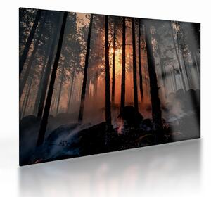 Tablou pe sticlă cu pădure întunecată (70x50 cm)