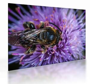 Tablou pe sticlă cu albina pe floare (70x50 cm)