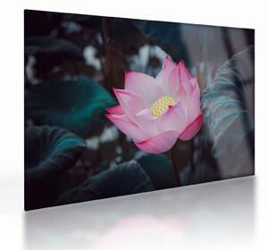 Tablou pe sticlă cu floare roz (70x50 cm)
