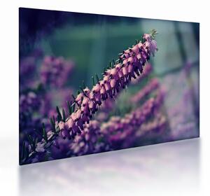 Tablou pe sticlă cu lavanda (70x50 cm)