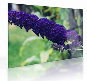 Tablou pe sticlă cu floare albastră (70x50 cm)