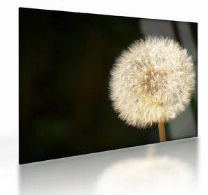 Tablou pe sticlă cu păpădie gri (70x50 cm)