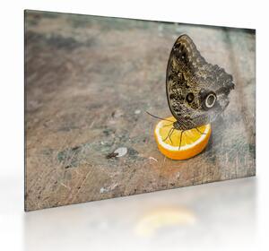 Tablou pe sticlă cu fluturi (70x50 cm)