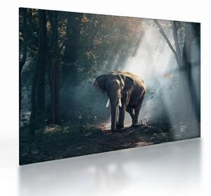 Tablou pe sticlă cu elefant în djunglă (70x50 cm)