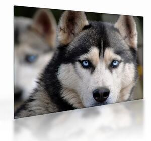 Tablou pe sticlă cu câinele husky (70x50 cm)