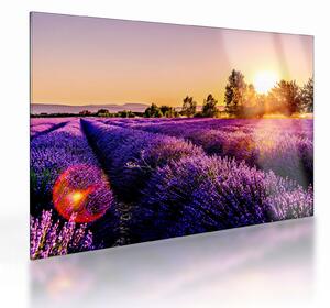 Tablou pe sticlă cu câmp de lavanda (70x50 cm)
