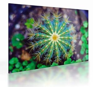 Tablou pe sticlă cu cactus (70x50 cm)