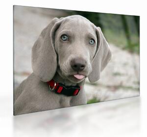 Tablou pe sticlă - cățeluș weimaraner (70x50 cm)
