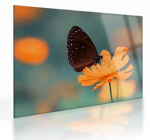 Tablou pe sticlă - fluture pe o floare portocalie (70x50 cm)