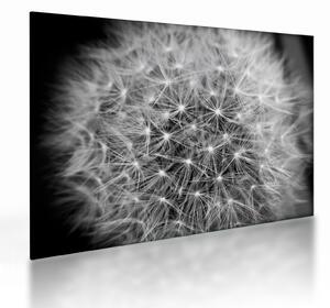 Tablou pe sticlă păpădie gri (70x50 cm)