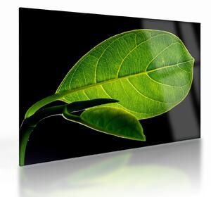 Tablou pe sticlă - frunză verde (70x50 cm)