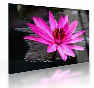 Tablou pe sticlă - floarea roz (70x50 cm)
