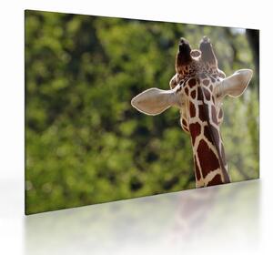 Tablou pe sticlă cu girafă din spate (70x50 cm)