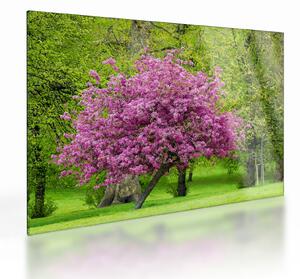 Tablou pe sticlă cu pom înflorit pe luncă (70x50 cm)