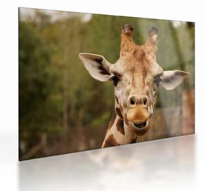 Tablou pe sticlă girafe (70x50 cm)