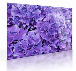 Tablou pe sticlă cu flori violete (70x50 cm)