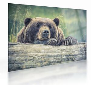Tablou pe sticlă cu urs (70x50 cm)