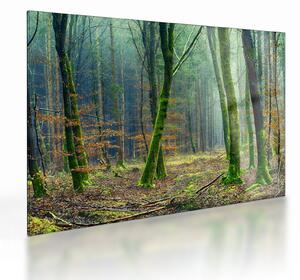Tablou pe sticlă cu pădure (70x50 cm)