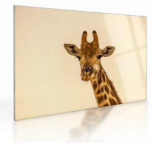 Tablou pe sticlă cu girafe (70x50 cm)