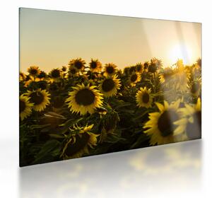 Tablou pe sticlă cu lan de floarea soarelui (70x50 cm)