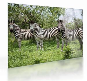Tablou pe sticlă cu zebre (70x50 cm)