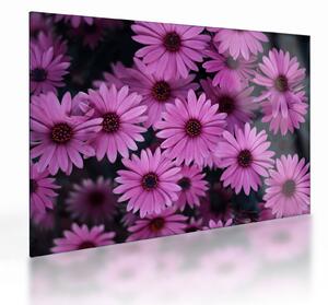 Tablou pe sticlă cu florile roz (70x50 cm)