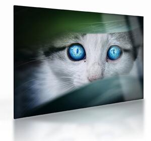 Tablou pe sticlă cu pisica (70x50 cm)