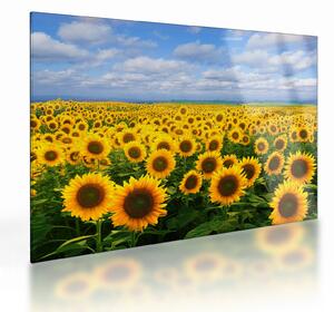 Tablou pe sticlă cu lan de floarea soarelui (70x50 cm)