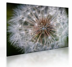 Tablou pe sticlă cu păpădie (70x50 cm)