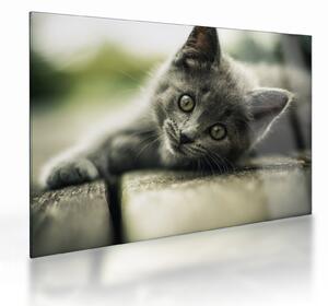 Tablou pe sticlă cu pisicuța (70x50 cm)