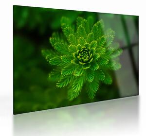 Tablou pe sticlă cu coniferi (70x50 cm)