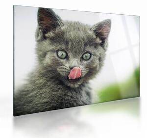 Tablou pe sticlă cu pisicuța lingându-se (70x50 cm)