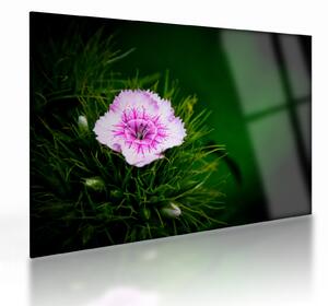 Tablou pe sticlă cu floare roz (70x50 cm)
