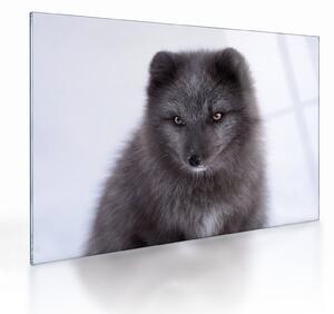 Tablou pe sticlă cu vulpe polară (70x50 cm)