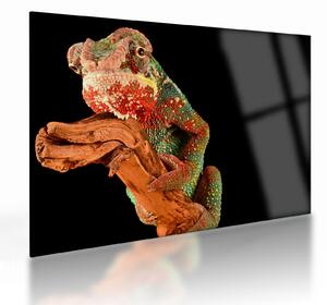 Tablou pe sticlă cu cameleon pe creangă (70x50 cm)