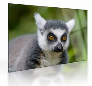 Tablou pe sticlă cu lemur (70x50 cm)