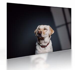 Tablou pe sticlă cu labrador (70x50 cm)